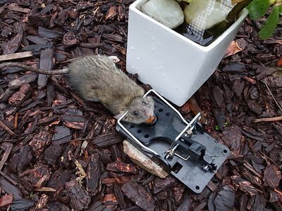 rodent trapping